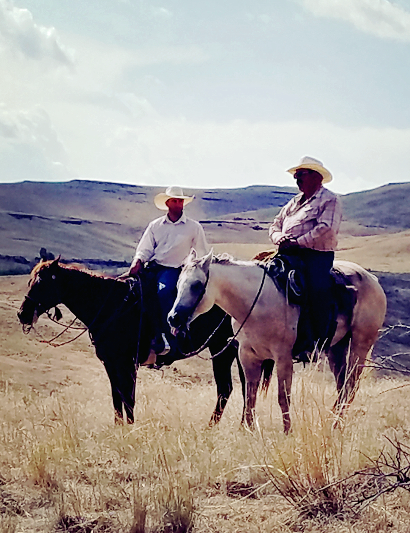 Trailing blue cows and calves in high desert